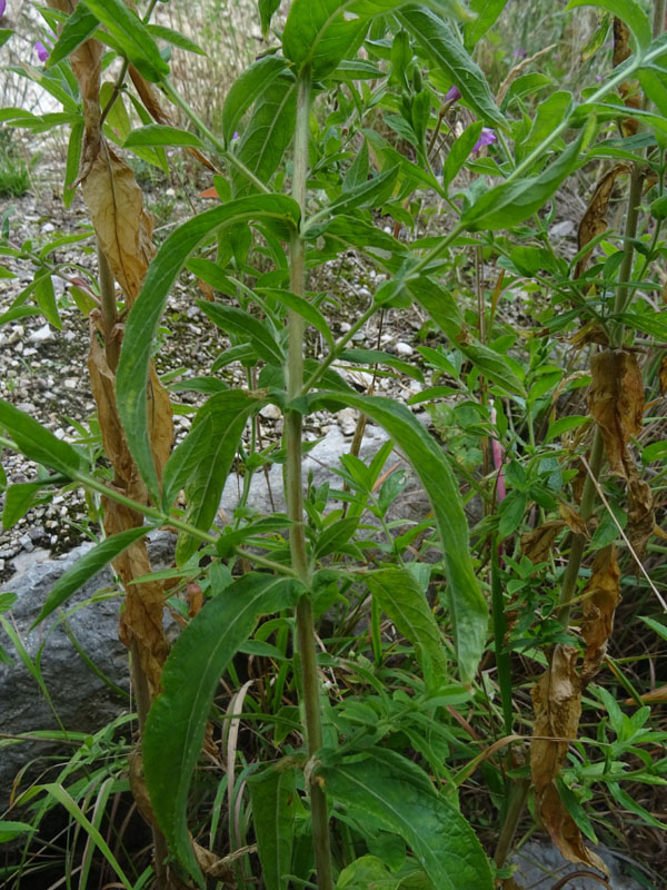 Epilobium hirsutum / Garofanino dacqua